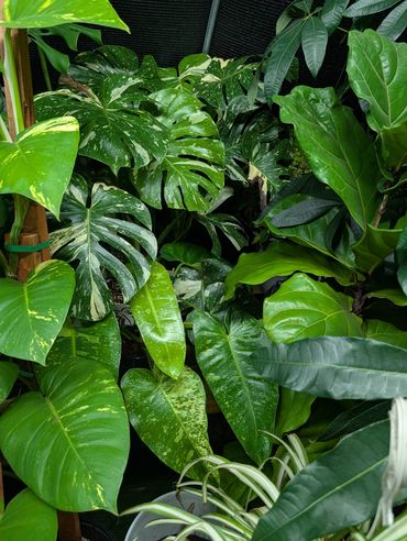 A lush collection of various vibrant green tropical leaves.