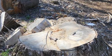 This was 1 of 25 large stumps ground on a jobsite that I prepped for a new lawn installation