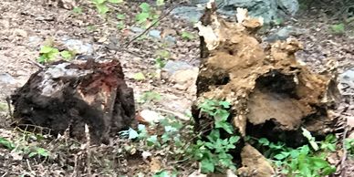Two stumps removed, put in the dump trailer for disposal
Stump Removal Services, Atkinson NH 
