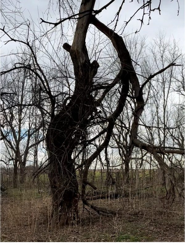 Removal and trimming of trees