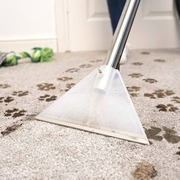 Carpet cleaning tool removing dirt and paw prints from carpet.