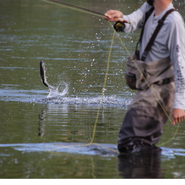 Fish on Big timber, Bighorn river, fly fishing, Montana float trips