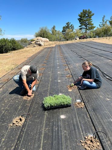 Our first two English (Buena Vista) lavender plants.