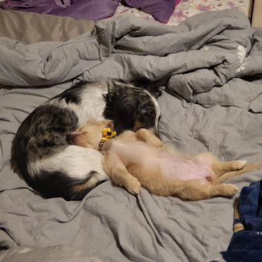 Two dogs cuddled up together on a bed, one lying on its back.