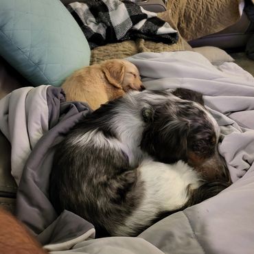 Two dogs peacefully sleeping curled up together on a cozy blanket.