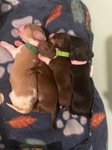 Four newborn puppies snuggling closely on a paw-print blanket.