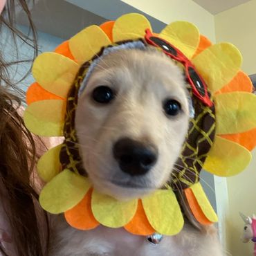 Puppy wearing a bright sunflower costume with red sunglasses detail.