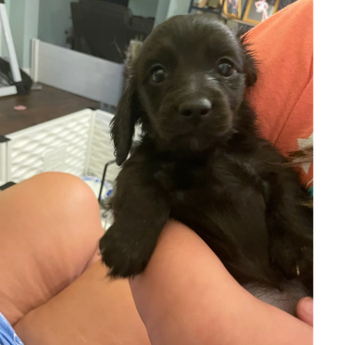 A small black puppy being held in someone's arms indoors.