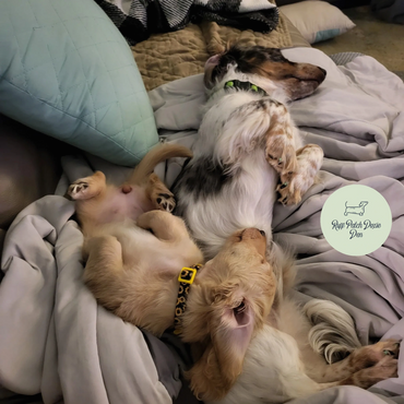 Two dachshunds sleeping on a cozy bed surrounded by blankets.