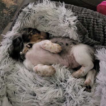 A small puppy sleeping curled up on a fluffy blanket on a couch.
