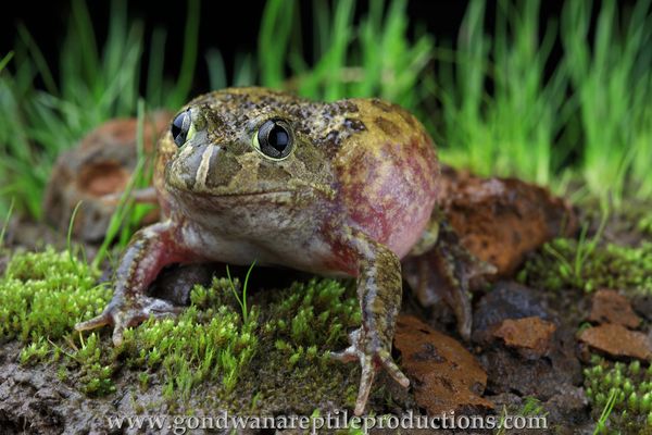 Sudell's Frog Neobatrachus suddelae Australian Reptile Frog images Rob Valentic