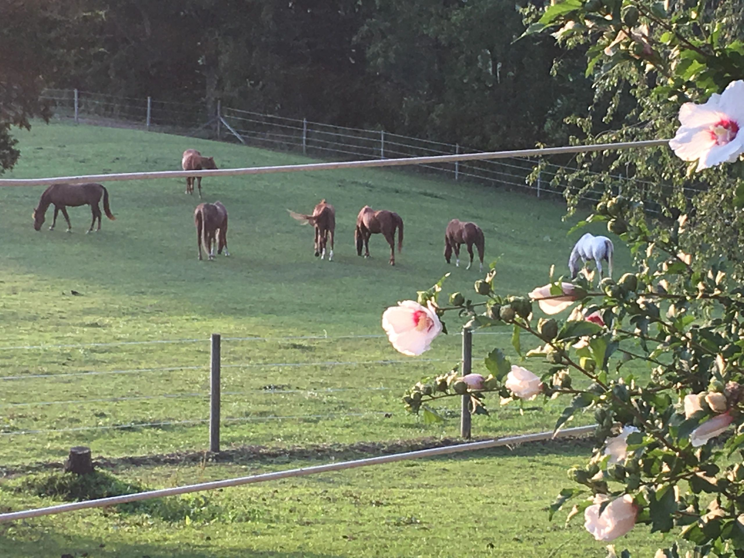 Welcome to Whispering Pines Hidden Hills Horse Boarding
 Grand Rapids Area