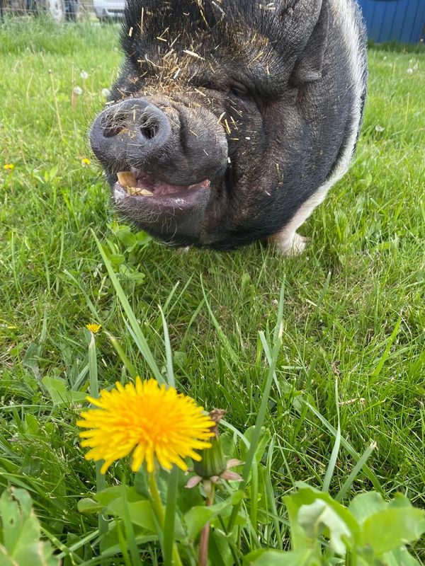 CAJUN our Farm Winery pig
