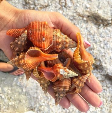 Sanibel Beach: get there with Sanibel Limo & Taxi