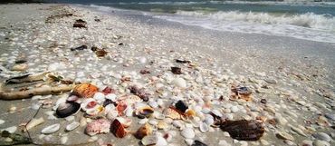Sanibel Beach: get there with Sanibel Limo & Taxi
