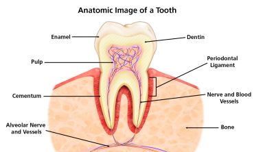 Anatomical diagram of a tooth showing labeled parts.