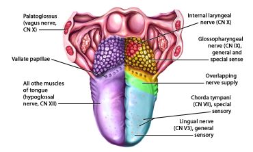 Labeled diagram of the tongue showing nerve and muscle innervation.