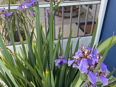 Beautiful plants in the front yard
