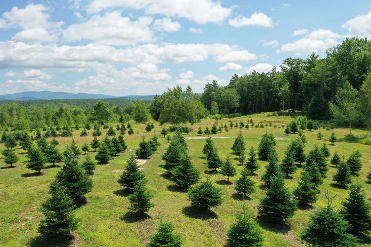 View of cut your own Christmas tree field of planted firs with Cardigan Mountain in background.