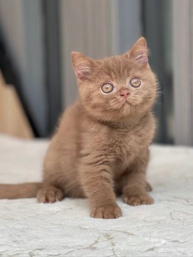 A fluffy brown kitten sitting on a soft surface, looking curious.