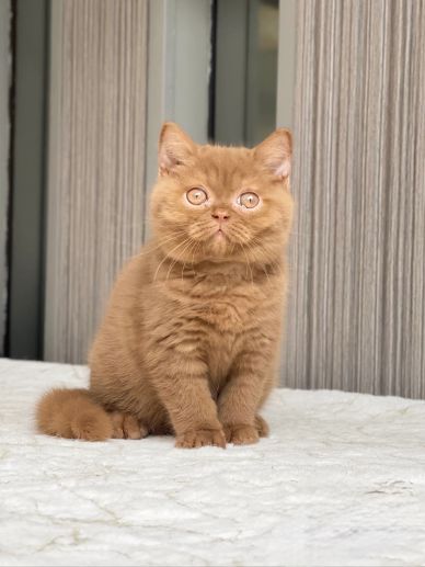 Fluffy brown kitten sitting attentively on a white surface.