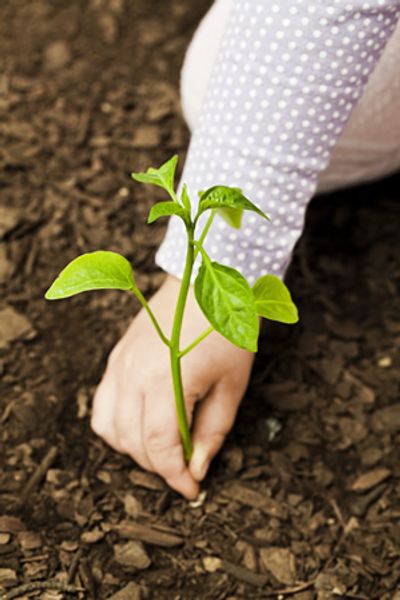 Children's Creative Corner Daycare children planting a flower during summer camp in Lisle Illinois