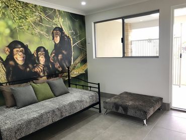 Luxury Dog Accommodation Perth - Serengeti Wing Dog Suite