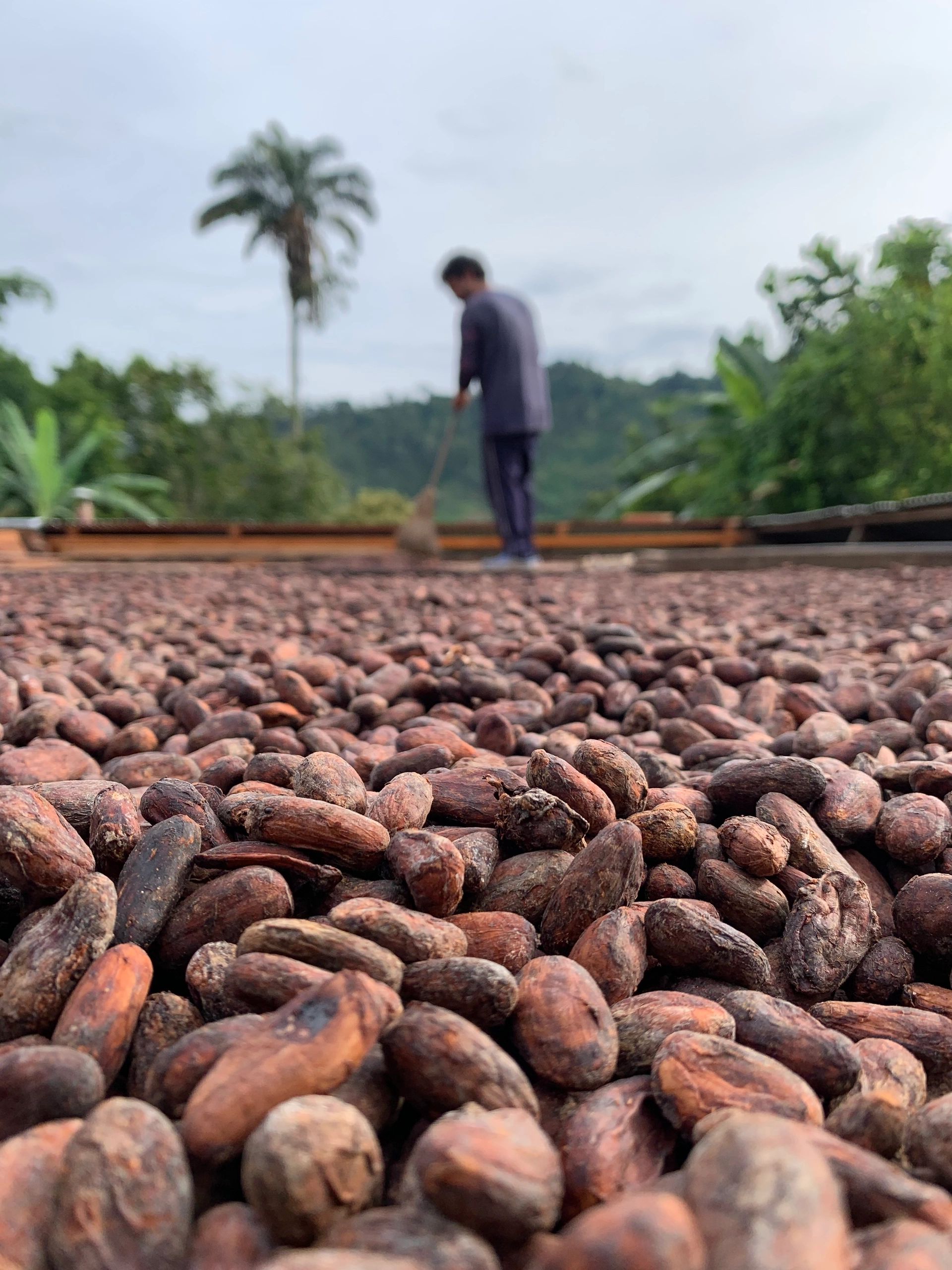 Semillas de Cacao