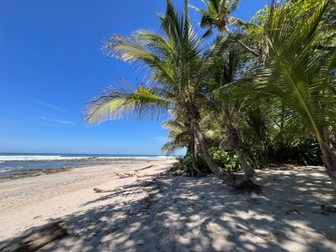 Palmträd vid en tropisk strand under klarblå himmel.