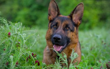 Schäferhund in der Wiese