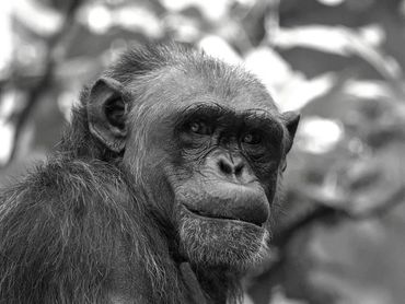 Schimpanse der in die Kamera schaut