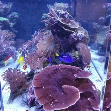 montipora, coral, anemone, aquarium, reef, fish tank, tang, aquarium maintenance