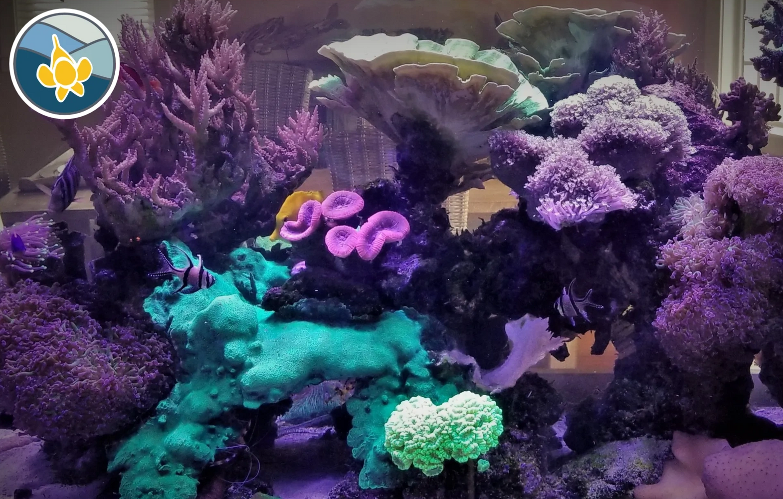 reef, salt water aquarium, hammer, coral, cardinal, fish, trumpet coral, acropora coral