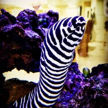 zebra moray, reef, aquarium, predator