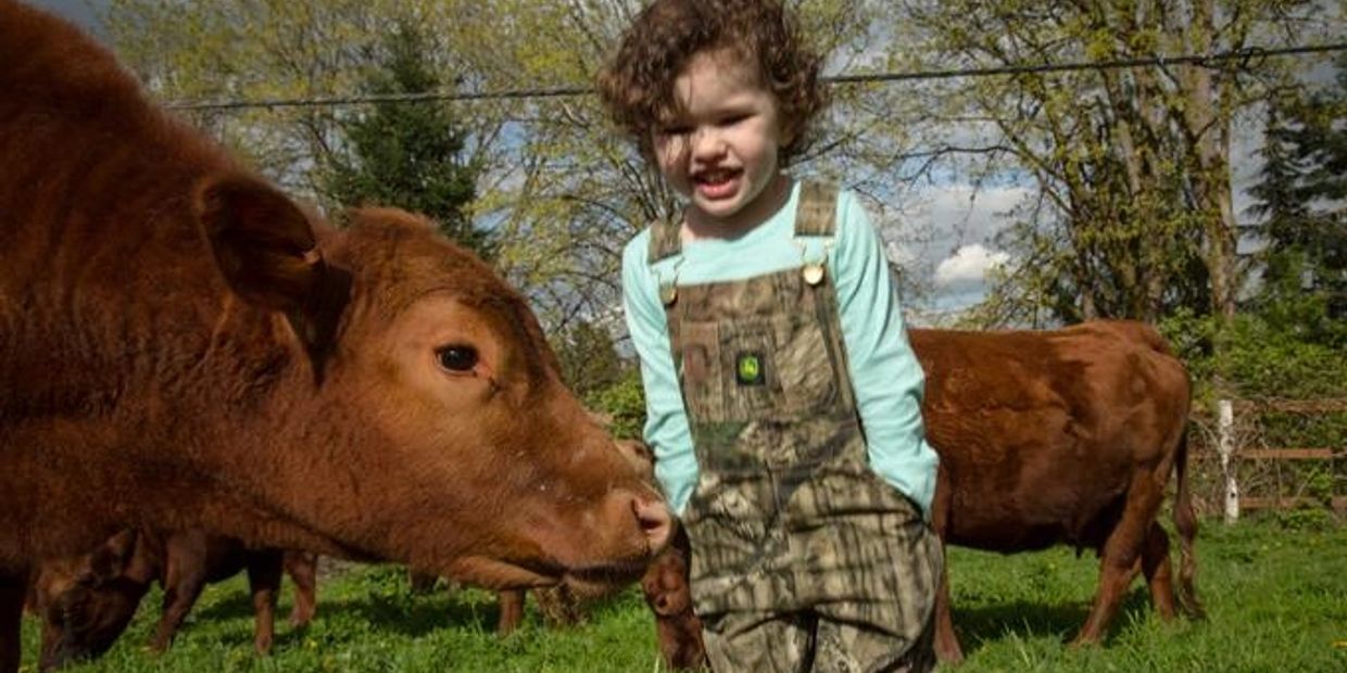 Elemental Dexter Cattle are friendly companions and raised around children.