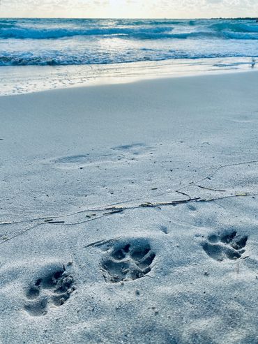 Tendering to our furry friends at home. North Beach, Miami Beach, FL