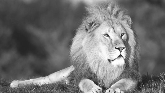 LeaderLab | Spirit Animal | Picture of Lion looking majestic
