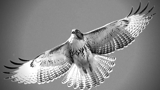 LeaderLab | Spirit Animal | Picture of Hawk flying with wings spread