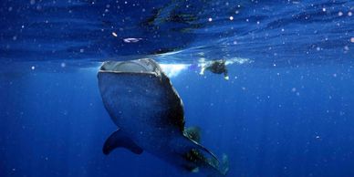 Tiburón ballena junto a snorkeler.
