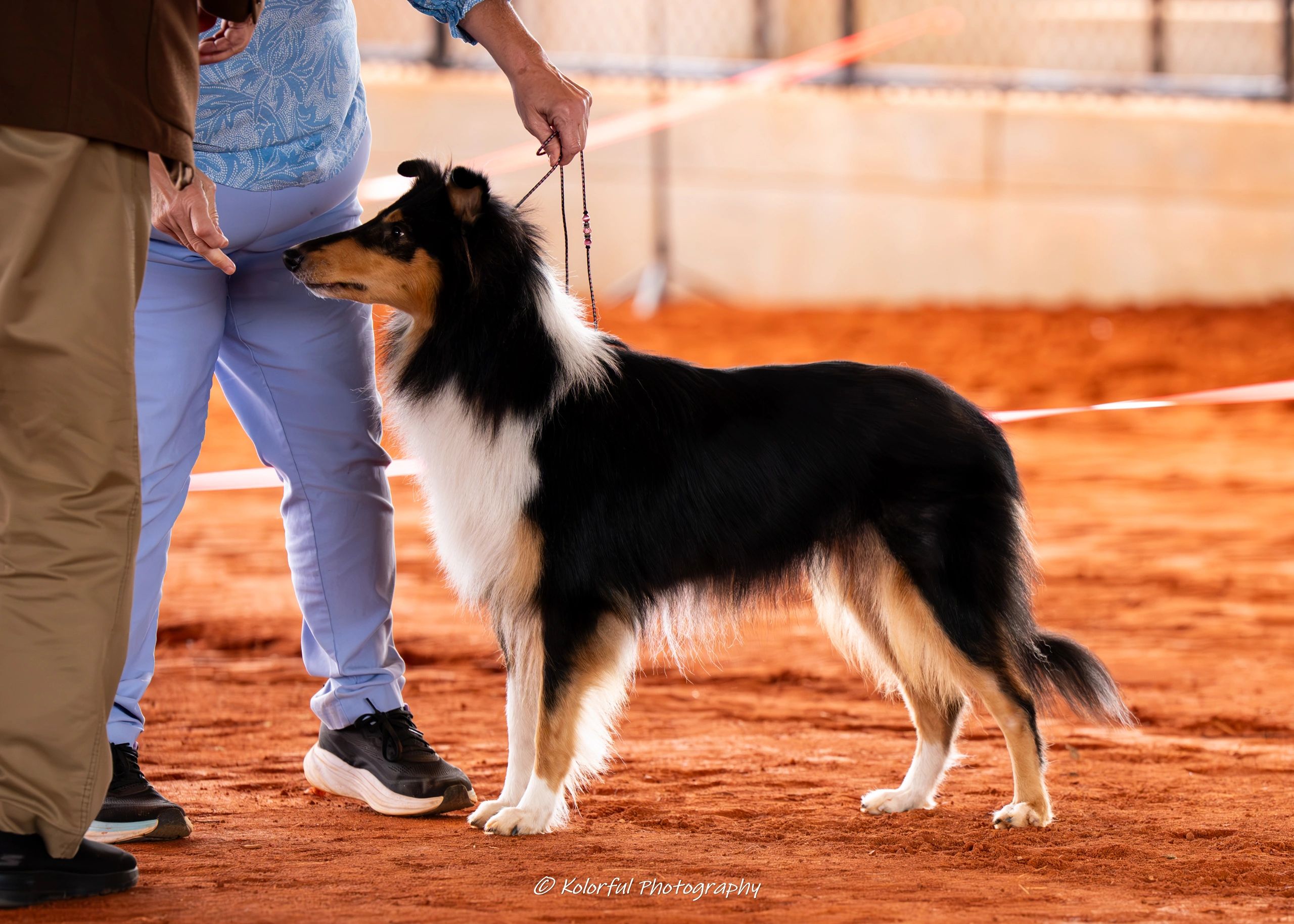 New International Champion
ITCH The Hart of Fair Bluffs Just Add Magic CGC TKA ATT FDC BCAT