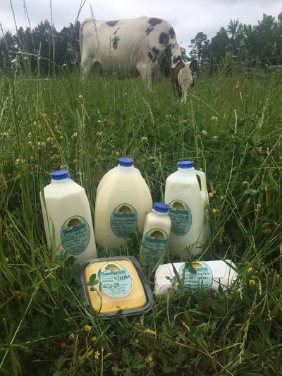 Fresh milk in a field with Freckles. cow farm local organic herd share 