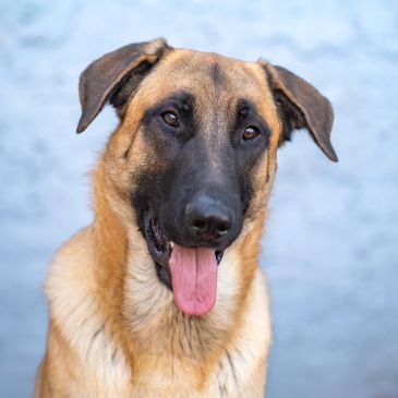 Close-up of a happy German Shepherd dog with tongue out.