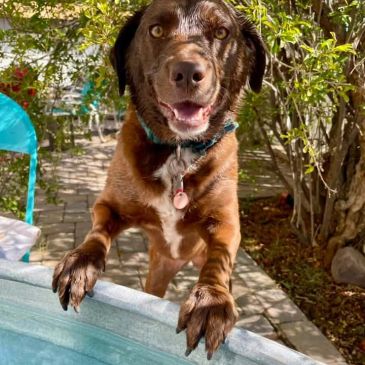 Happy brown dog by the pool.