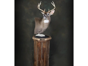 A mounted deer head bust on a wooden pedestal against a dark backdrop.