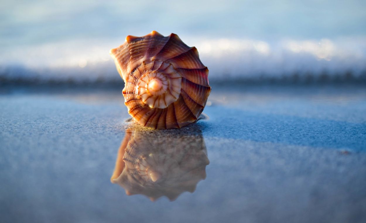 a seashell on water