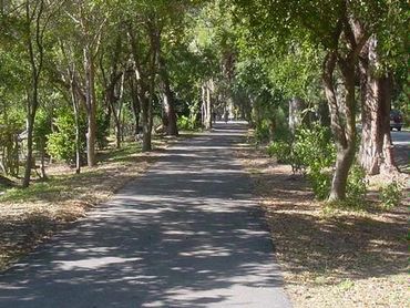 a road surrounded by trees