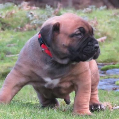 A brown puppy with a red collar sitting on grass, looking to the side.