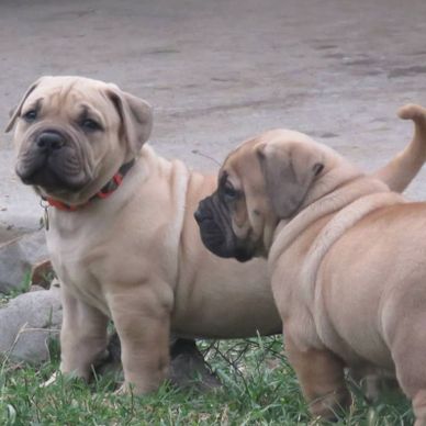 Two wrinkly puppies standing on grass near a stone path.