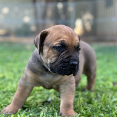 A cute brown puppy standing on green grass outdoors.