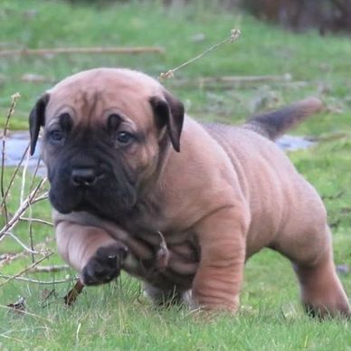 A cute brown puppy walking on grass outdoors.